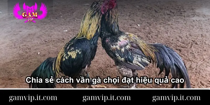chia-se-cach-van-ga-choi-dat-hieu-qua-cao