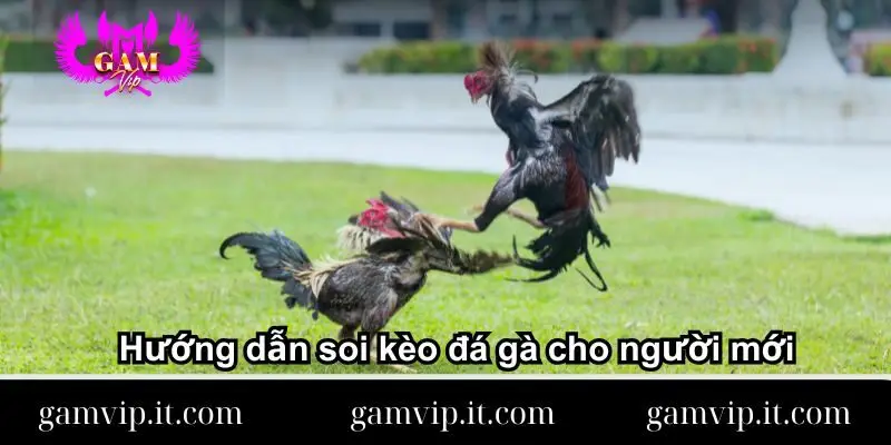 Huong-dan-soi-keo-da-ga-cho-nguoi-moi