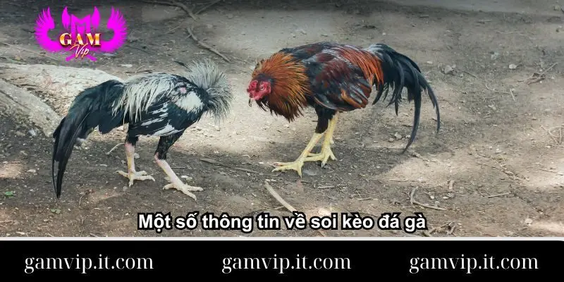 mot-so-thong-tin-ve-soi-keo-da-ga