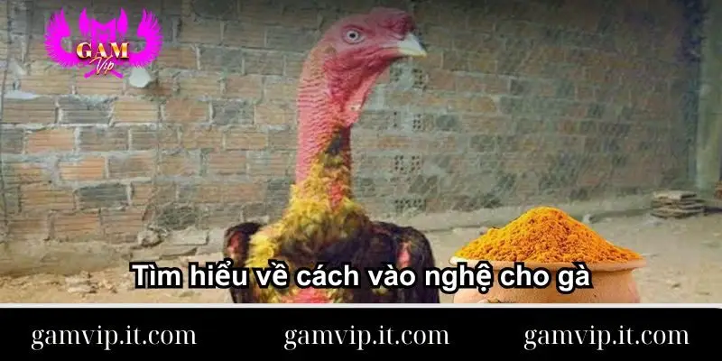tim-hieu-ve-cach-vao-nghe-cho-ga